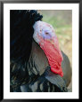Head shot of a turkey showing its red wattle