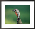 Close view of a wild turkey