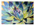 Agave reproduction procédé giclée par Sheila Ts
