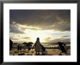 Black-Footed Penguins on the Beach, South Africa