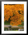 Autumn Leaves at Nitobe Japanese Garden, University of British Columbia, Vancouver, Canada