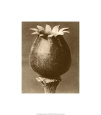 Sepia Botany Study I Giclee Print by Karl Blossfeldt