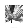 Black and White Palms III reproduction procédé giclée par Jason Johnson