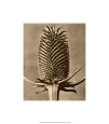 Sepia Botany Study III Giclee Print by Karl Blossfeldt