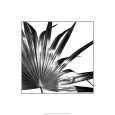 Black and White Palms I reproduction procédé giclée par Jason Johnson
