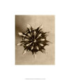 Karl Blossfeldt Posters