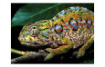 Photographies couleur de lézards Posters