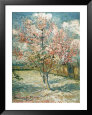 Peach Tree in Bloom (van Gogh) Posters