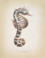 Potbelly Seahorse Lámina por Richard Van Genderen