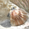 Coral Shell III Kunsttryk af Donna Geissler