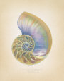 Nautilus Cross Section Lámina por Richard Van Genderen