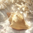 Objets (photographies couleur) Posters