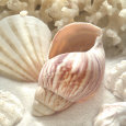 Coquillages (photographies couleur) Posters