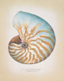 Chambered Nautilus Lámina por Richard Van Genderen