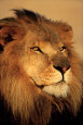 Lion Poster
