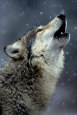 Call of the Wolf