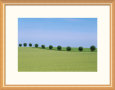 Trees in Field, Sweden