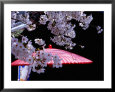 Red Umbrella and Cherry Blossoms, Kyoto, Japan