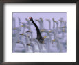 Black Swan Among White Swans, Hokkaido, Japan