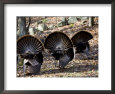 Adult Male Wild Turkey, Displaying, Lexington, Massachusetts