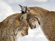 Two Lynx Lámina