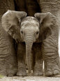 Baby Elephant Art Print by Andy Rouse