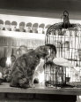 Child, Cat and Dove Reproduction d'art par Robert Doisneau