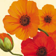California Poppies Art Print by Susanne Bach