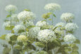 White Flowers (Decorative Art) Posters