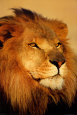Leones Posters