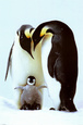 Penguins (Color Photography) Posters