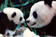 Osos panda Posters