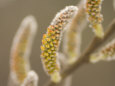 Close-Up of Flower Buds on a Bush in Late Spring in the Forest Photographie par Phil Schermeister
