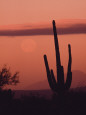 Desert Scene with Full Moon and Saguaro Cactus at Sunset, Saguaro National Monument, Arizona Photographic Print by Ralph Lee Hopkins