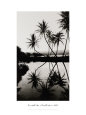 Coconut Palms, Pearl Harbor, Hawaii, 1927 Giclee Print