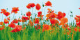 Poppies Posters