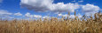 Wheat Crop Growing in a Field, Near Edmonton, Alberta, Canada