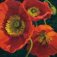 Red Poppy Trio II Kunstdruk van Shirley Novak