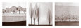 Feuilles (photographies noir et blanc) Affiches