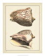Antique Shells VI Art Print by Denis Diderot