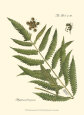 Botanical Illustration Posters