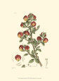 Antique Floral Plate I Kunstdruk