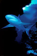 Shark Poster