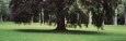 Trees in a City Park, Stuttgart, Baden-Wurttemberg, Germany