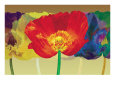 Poppy Tango Giclee Print by Robert Mertens