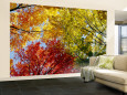 Árboles multicolor en el otoño, otoño, vista de ángulo bajo Wall Mural – Large