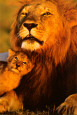 Leones en la fotografía Pósteres