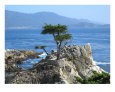 The Lone Cyprus