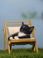 Domestic Cat, Kitten Sleeping on a Deckchair