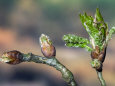 English Oak Tree Buds and New Leaves. Belgium Premium Poster by Philippe Clement